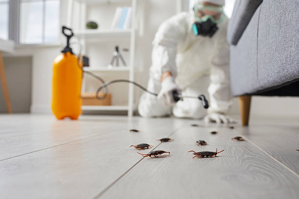 Commercial Kitchen Cockroach Control in Fullerton